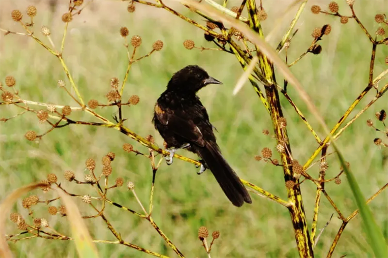 AVES